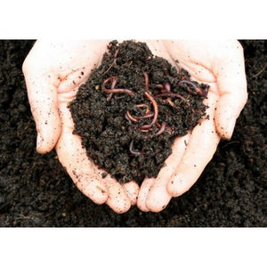 600(150g)Worm Farm Worms direct from Farm Hungry Bin Worms(Fresh Weekly)  -  approx Eco R Us