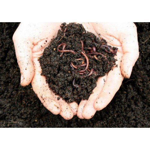 1200 (300g) Worm Farm Worms direct from Farm Hungry Bin Worms (Fresh Weekly) approx Eco R Us
